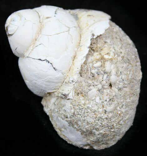 Fossil Gastropod - Madagascar #25540